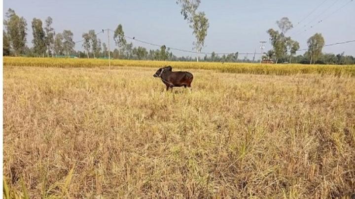 বগুড়া শেরপুরে রাতের আধারে পাকা ধান কেটে নিয়েছে চোর
