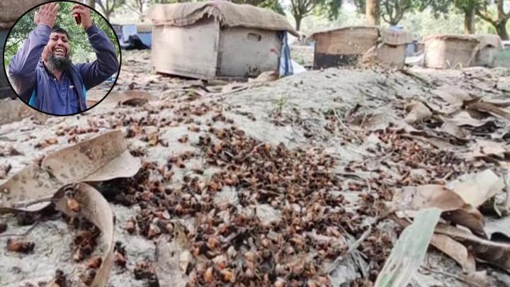 সাতক্ষীরায় বিষ প্রয়োগ করে এক মৌ চাষির প্রায় ২০০ বক্স মৌমাছি হত্যা। ছবি : সংগৃহীত