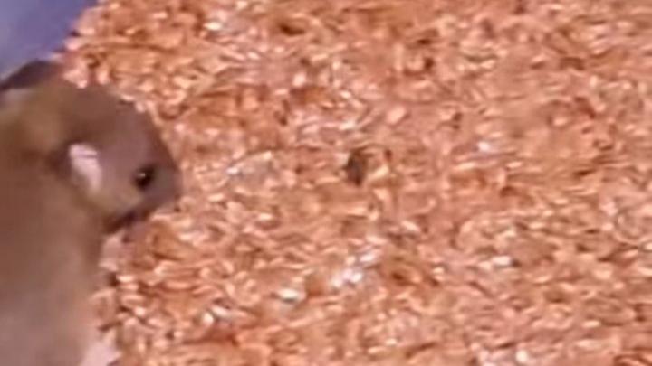 মসলার ড্রামে খেলছে ইঁদুর! বগুড়ার ফতেহ আলী বাজারে, ভোক্তা ও নিরাপদ খাদ্য'র যৌথ অভিযান।