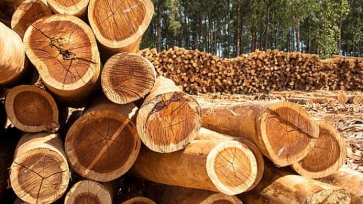 ব্যক্তিগত গাড়ির পথ করতে কাটা হলো বেড়িবাঁধের ২০ গাছ, পদ স্থগিত মিঠামইন বিএনপি সভাপতির