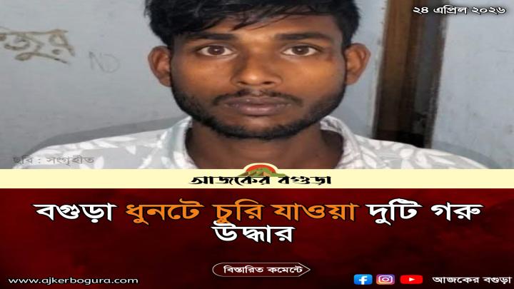 বগুড়া ধুনটে চুরি যাওয়া দুটি গরু উদ্ধার